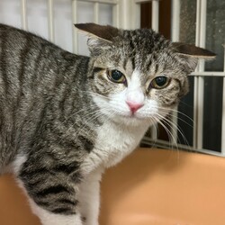 赤羽保護猫譲渡会（赤羽駅徒歩10分） サムネイル2