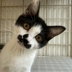 赤羽保護猫譲渡会（赤羽駅徒歩10分） サムネイル3