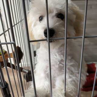 マルプー1歳女の子です