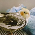 仲良し文鳥です