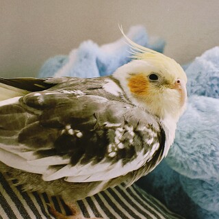 仲良し文鳥です