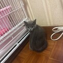 スコティッシュフォールド子猫