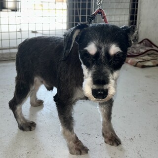 おとなしくて甘えたなシュナウザー