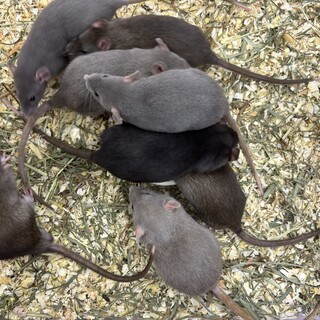 ラットのおうちを募集します!