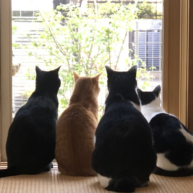 neko76のカバー写真