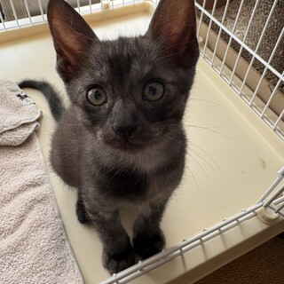 イケにゃんで優男な黒虎くんっ⭐︎