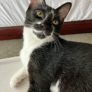 特徴的なハチワレが魅力「太太マーク２」