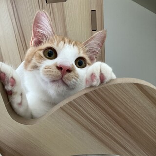 やんちゃボーイ《サッポロ》ビール兄妹・兄