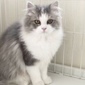 甘えっ子、もの静かでとてもきれいな子です