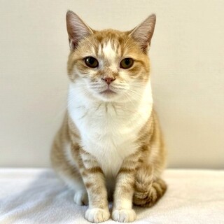 マンチカン♀、撫でら大好きな女の子♪