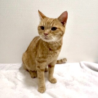 マンチカン♀、ずっと後をついてくる超甘えたちゃん♪