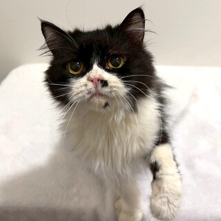 ミヌエット♀、ベタベタ甘えたの女の子♪