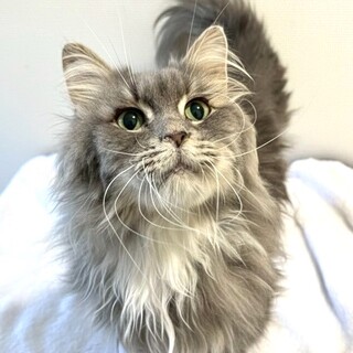 ミヌエット♂、とっても甘えたな男の子♪