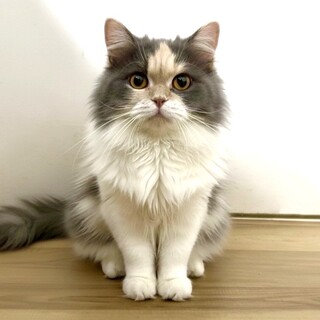 ミヌエット♀、とっても甘えたな女の子♪