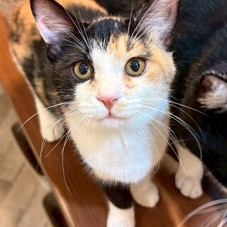 クールビューティでも実は甘えん坊なユフィ♡