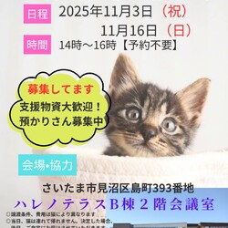 【さいたま市見沼区】11/3（祝）ハレノテラス保護猫譲渡会