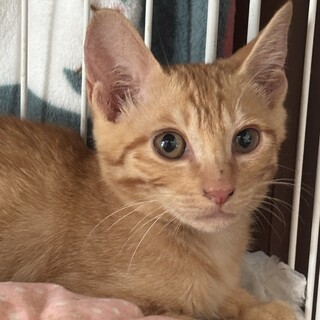 可愛い茶トラの女の子　きなこちゃん