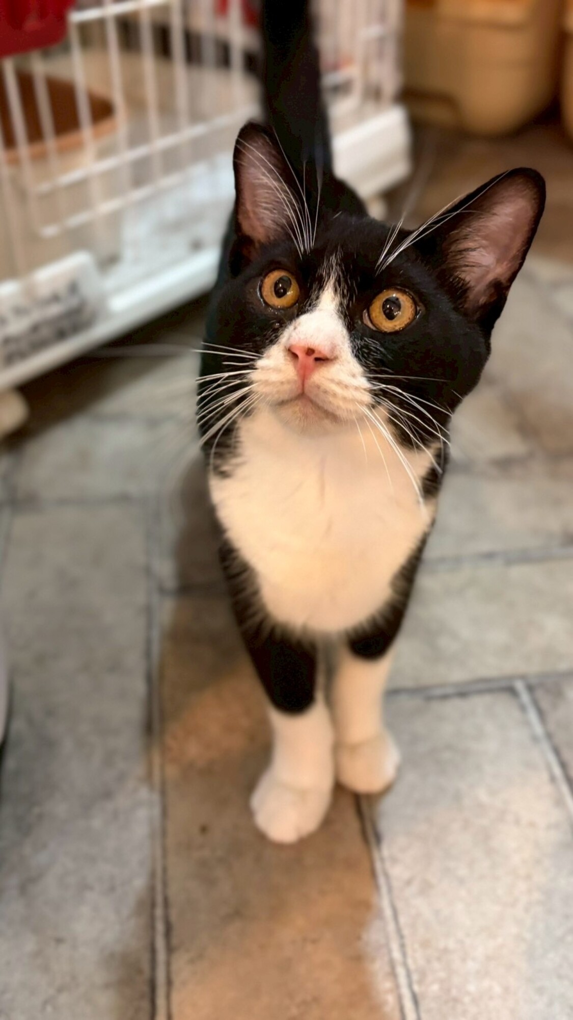 とにかく甘えたくて仕方ないザックスくん☆ サムネイル1