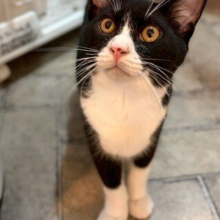 とにかく甘えたくて仕方ないザックスくん☆