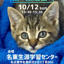 猫の譲渡会