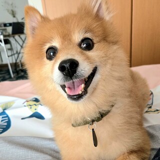 もふもふ天使のアールくん、７歳