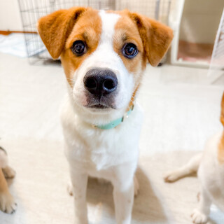 一歳の男の子【波平】