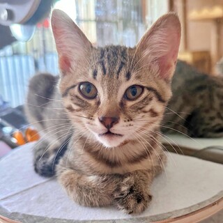 赤ちゃん気質の甘えん坊♪キジトラの子猫♡うみくん