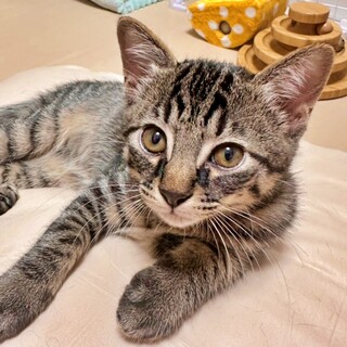 抱っこ大好き♪甘え上手なキジトラの子猫♡かぜくん