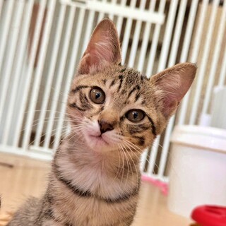 【トライアル中】癒やし系のドジっ子♪♡みさきちゃん