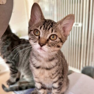 陽気でお転婆♪遊び大好きキジトラの子猫♡なみちゃん