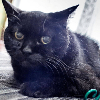 おっとりママちゃん⭐︎シニアの黒猫⭐︎抱っこ○