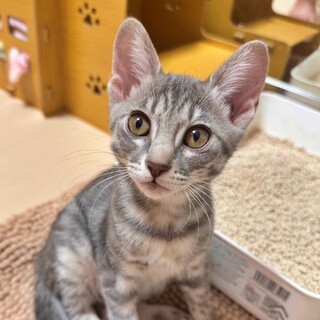 ツンデレ×甘えん坊！サバトラの子猫♡なぎさちゃん