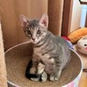 ツンデレ×甘えん坊！サバトラの子猫♡なぎさちゃん サムネイル2