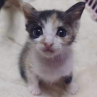 こぼれ落ちそうなおめめの美少女！約1ヶ月