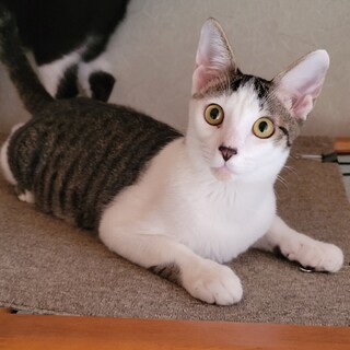 甘えん坊のイケニャン男子★バニラ君