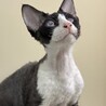 【無償譲渡】デボンレックス 男の子 7か月 白黒 サムネイル4