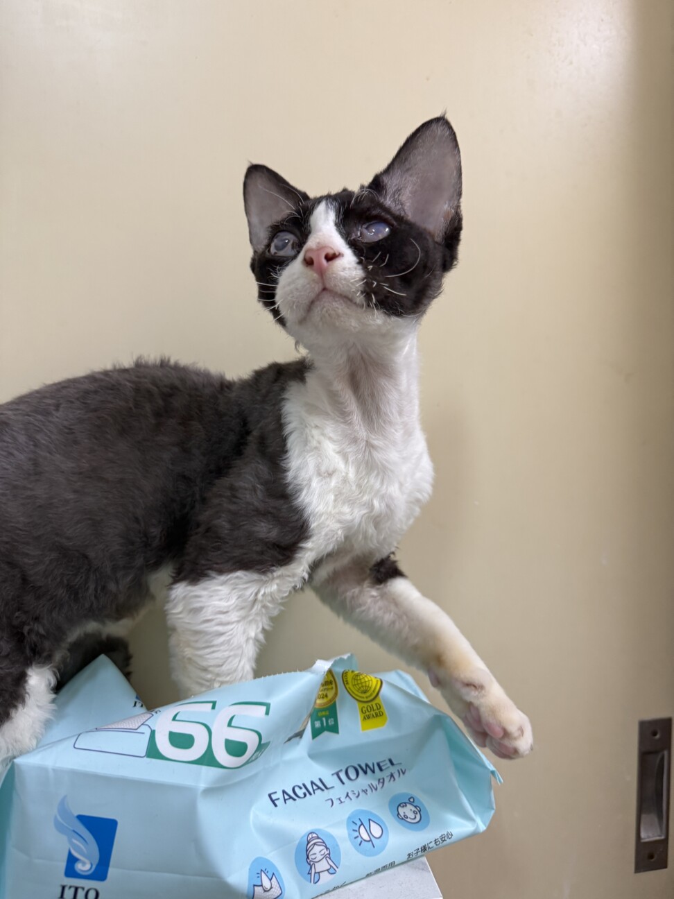 【無償譲渡】デボンレックス 男の子 7か月 白黒 サムネイル2