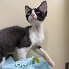 【無償譲渡】デボンレックス 男の子 7か月 白黒 サムネイル2