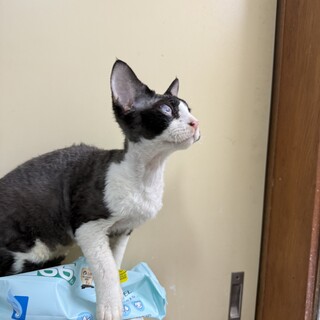 【無償譲渡】デボンレックス 男の子 7か月 白黒