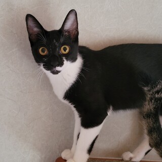 元気いっぱい甘えん坊★リボンちゃん