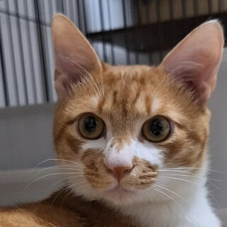 甘えん坊❤️ワッフルくん