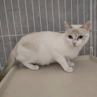 10/19ドン・キホーテ譲渡会参加シャムミックス♀