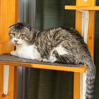 オーバル♂スコティッシュミックス⭐︎人慣れ訓練中