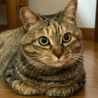 麦わら混じりキジトラ⭐︎ゆいちゃん⭐︎2〜3歳⭐︎