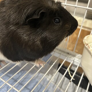 モルモット健気な 男の子 