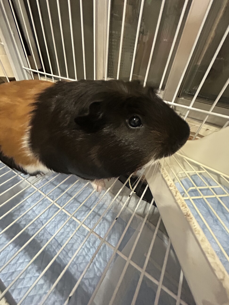 モルモット健気な 男の子  サムネイル2