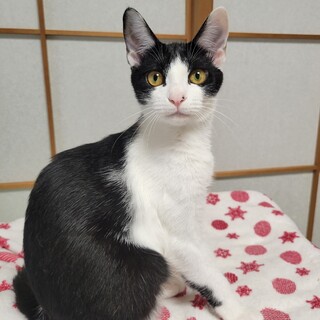 きれいなハチワレ女子★キャラメルちゃん★甘えん坊