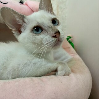 10/26百済山長栄寺譲渡会参加シャムミックス♀