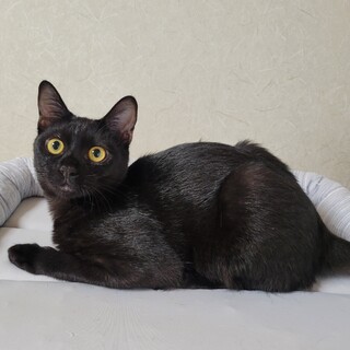 可愛い黒猫☆チョコちゃん」三重県 - 猫の里親募集(527399) :: ペット