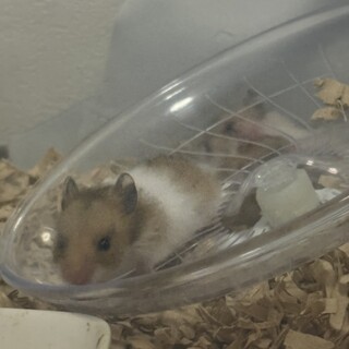 ゴールデンハムスター︎︎ ♀4匹